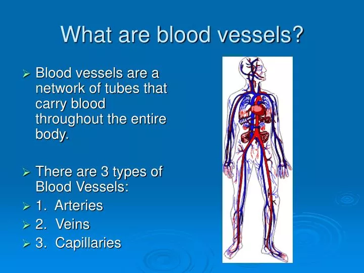what are blood vessels