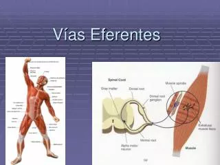 v as eferentes