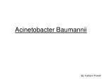 Acinetobacter Baumannii - slide 1