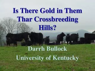 Is There Gold in Them Thar Crossbreeding Hills?