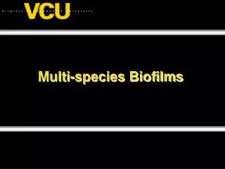 Multi-species Biofilms