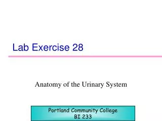 Lab Exercise 28