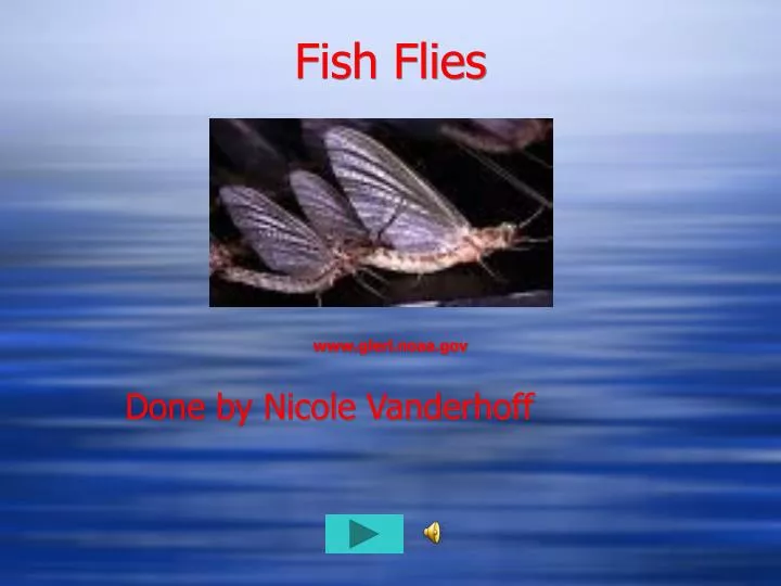 fish flies