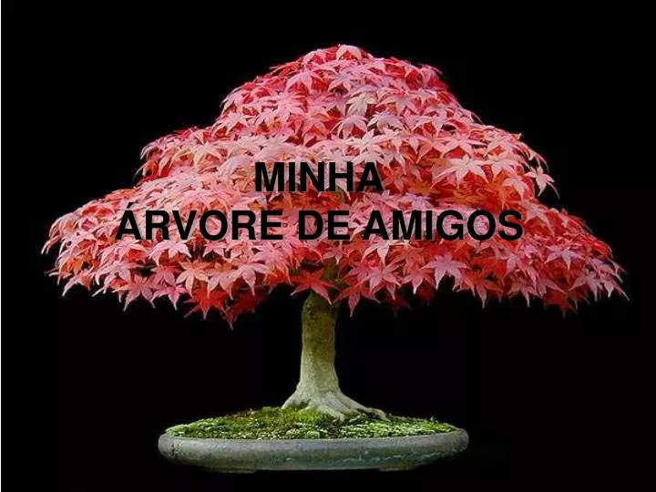 minha rvore de amigos