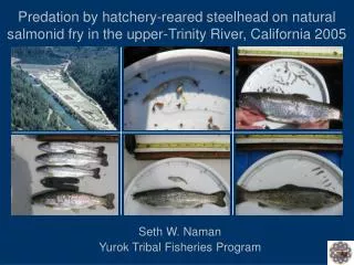 Predation by hatchery-reared steelhead on natural salmonid fry in the upper‑Trinity River, California 2005