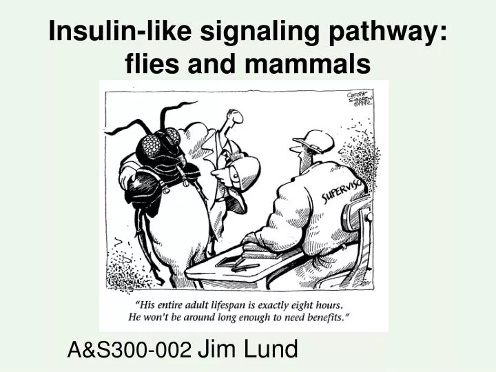insulin like signaling pathway flies and mammals
