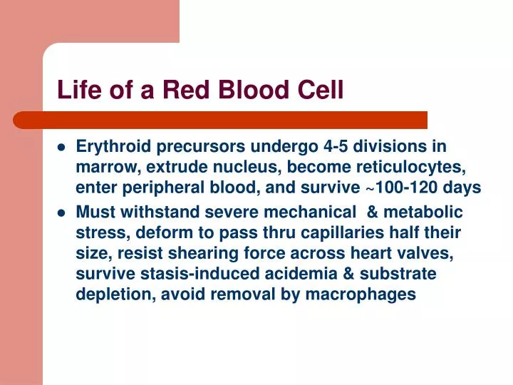 life of a red blood cell
