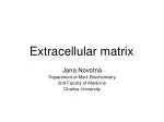 Extracellular matrix
