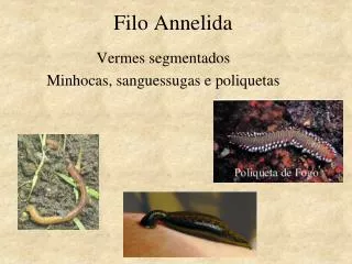 filo annelida