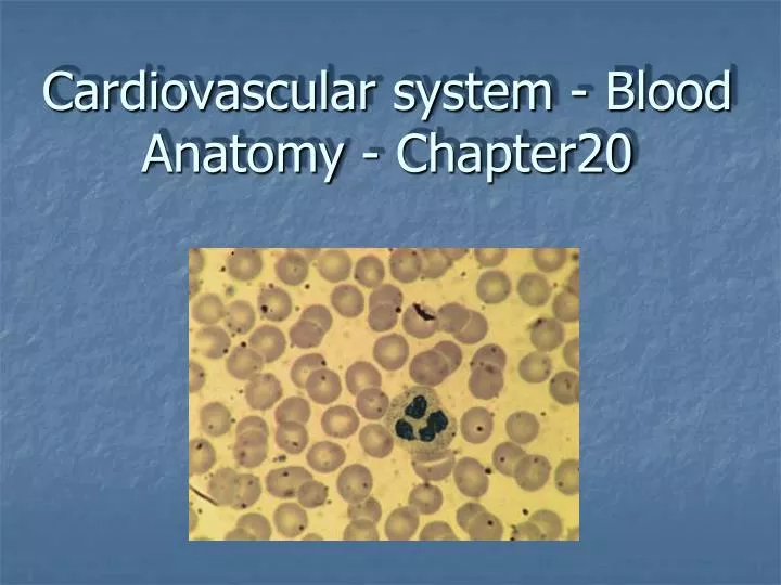 cardiovascular system blood anatomy chapter20