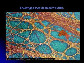 Investigaciones de Robert Hooke.