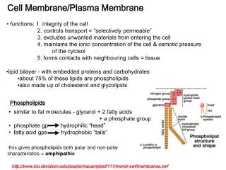 Cell Membrane/Plasma Membrane
