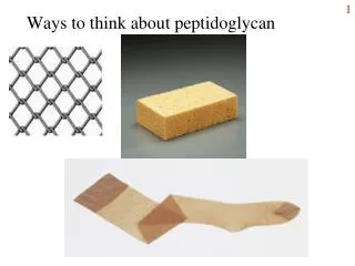 Ways to think about peptidoglycan