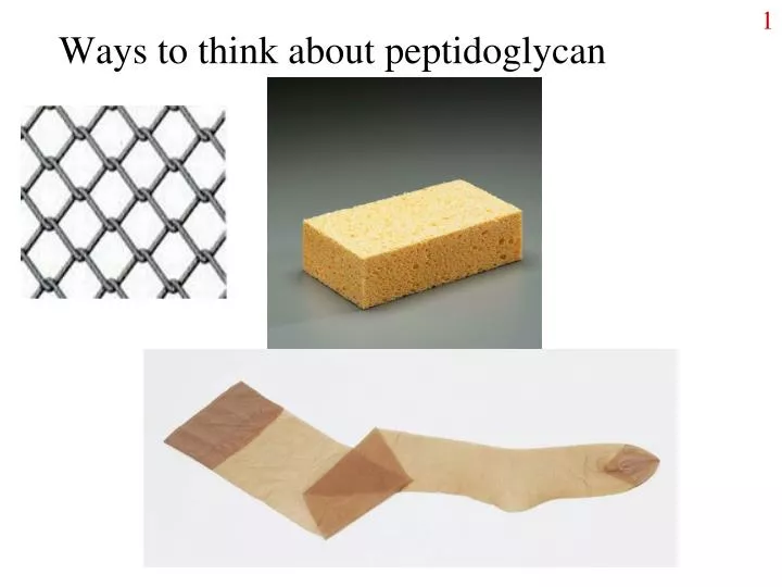 ways to think about peptidoglycan
