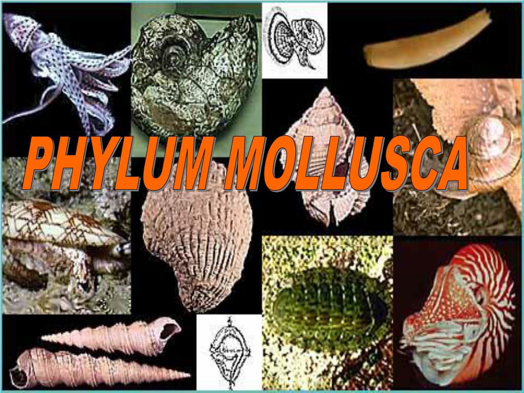PPT - PHYLUM MOLLUSCA PowerPoint Presentation, free download - ID:867818