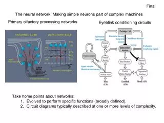 The neural network: Making simple neurons part of complex machines