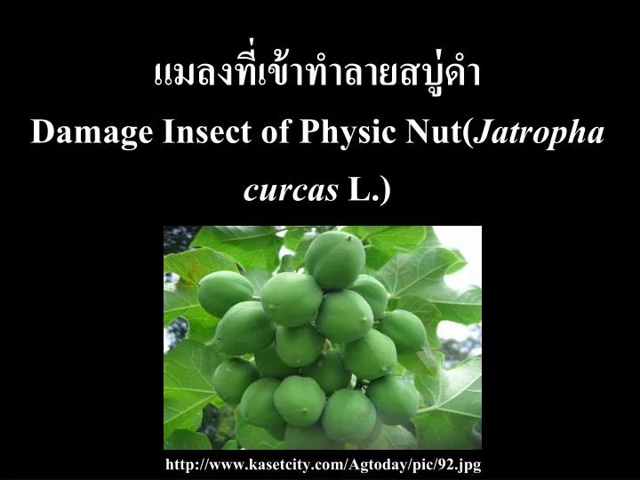 damage insect of physic nut jatropha curcas l