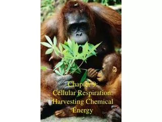 Chapter 9: Cellular Respiration: Harvesting Chemical Energy
