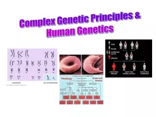 Complex Genetic Principles &amp; Human Genetics