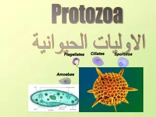 Protozoa الاوليات الحيوانية