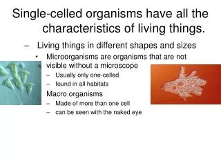 Single-celled organisms have all the characteristics of living things.