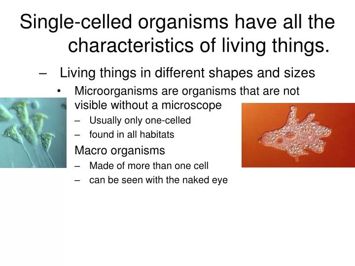 single celled organisms have all the characteristics of living things