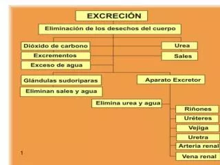 Ppt El Aparato Excretor Powerpoint Presentation Free Download Id