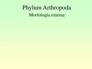 phylum arthropoda
