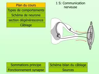 1 s communication nerveuse