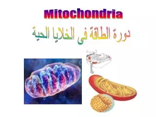 Mitochondria