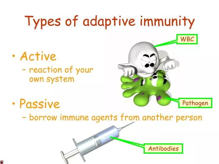 types of adaptive immunity