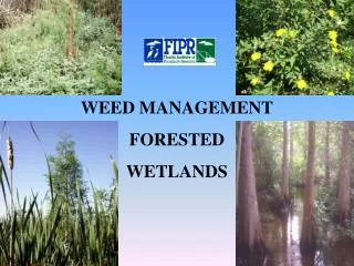 WEED MANAGEMENT FORESTED WETLANDS