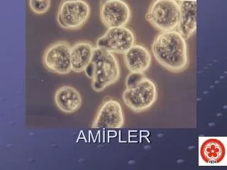 am pler