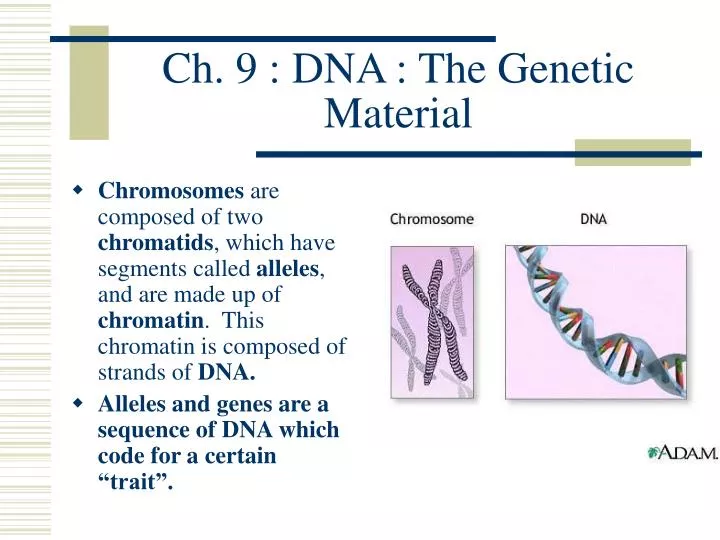 ch 9 dna the genetic material