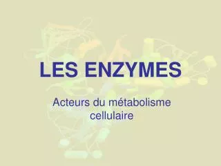 les enzymes