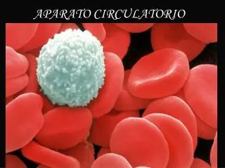 aparato circulatorio
