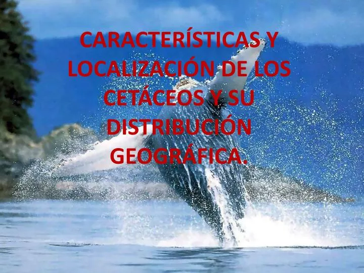 tipos de ballenas