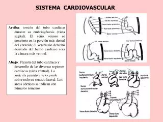 sistema cardiovascular