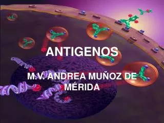 antigenos