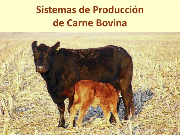 sistemas de producci n de carne bovina
