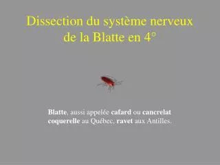 dissection du syst me nerveux de la blatte en 4