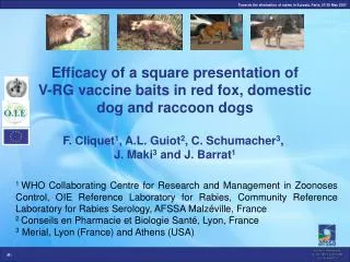 Efficacy of a square presentation of V-RG vaccine baits in red fox, domestic dog and raccoon dogs