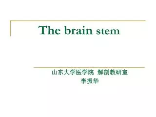 The brain stem
