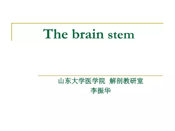 the brain stem