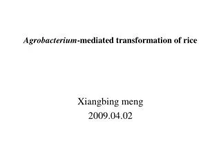 Agrobacterium -mediated transformation of rice