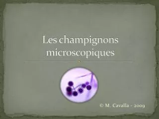 Les champignons microscopiques