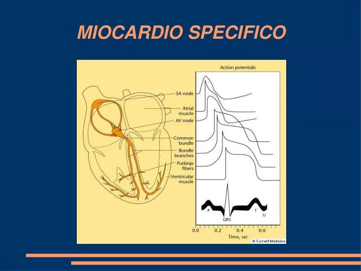 miocardio specifico