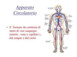 apparato circolatorio