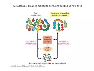 Metabolism = breaking molecules down and building up new ones