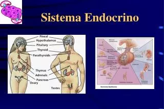 sistema endocrino